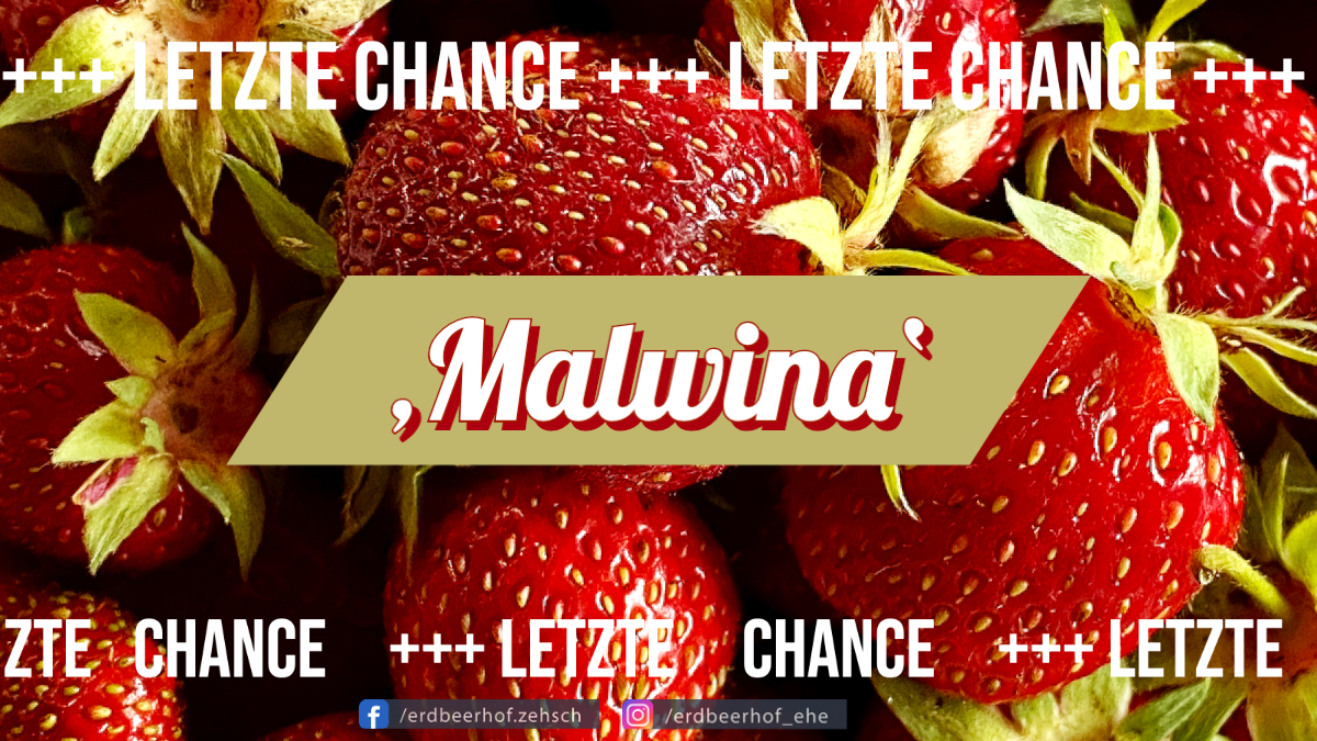 Erdbeere Malwina - letzte Chance